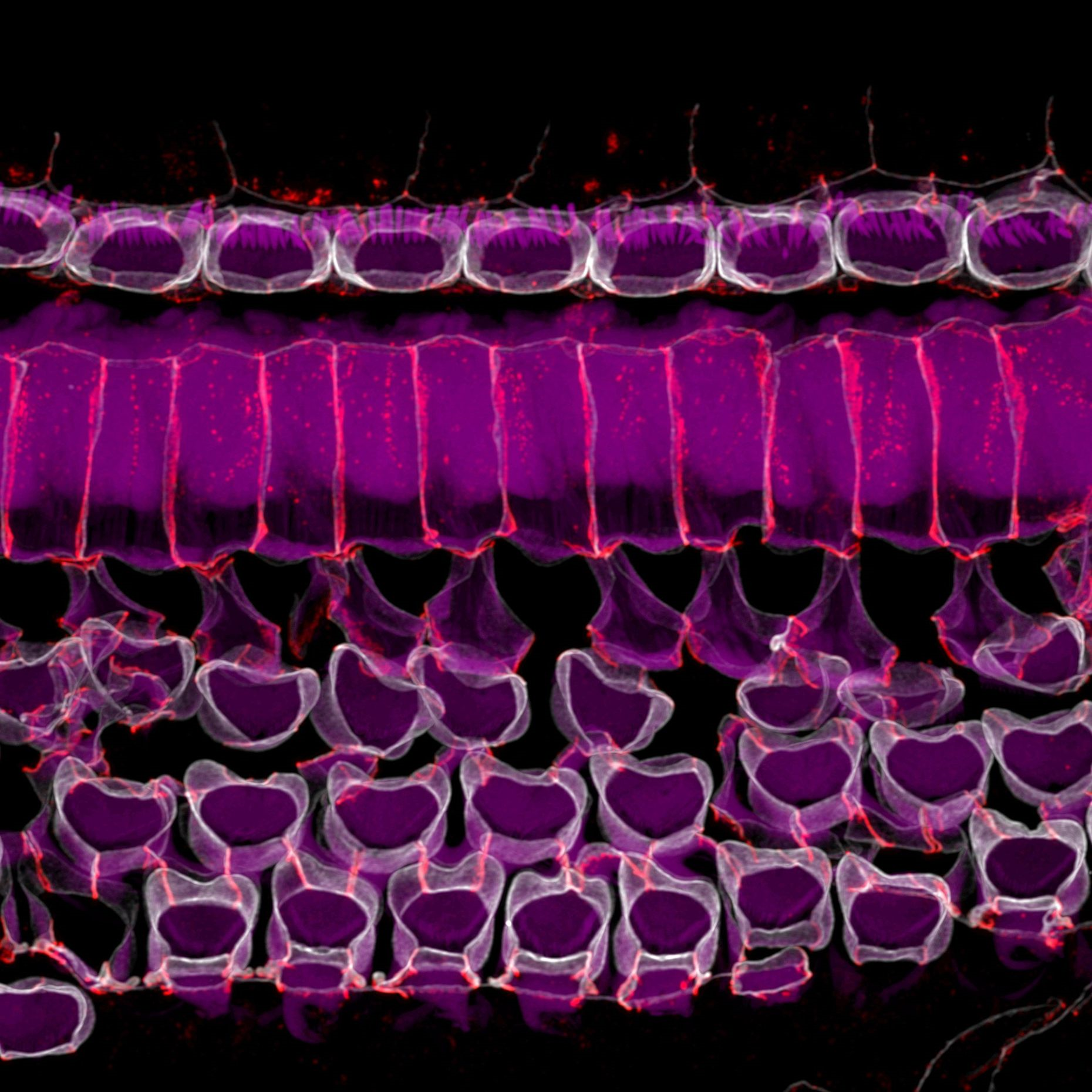 a microscopic image of the organ of Corti with staining for bicellular and tricellular tight junctions and actin