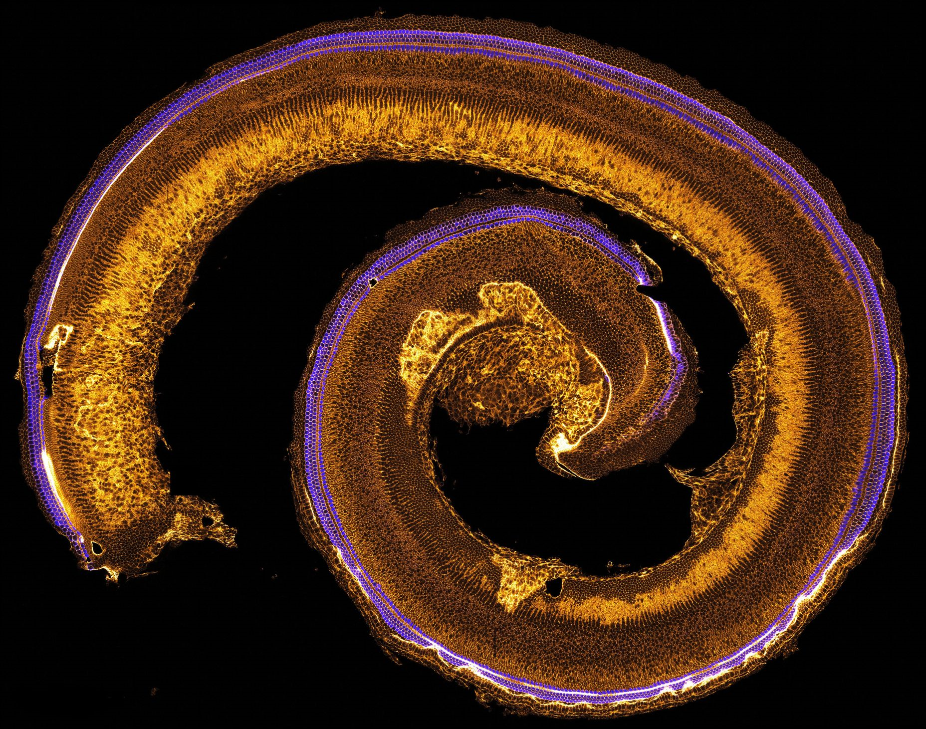 a microscopic image of a whole-mount organ of Corti