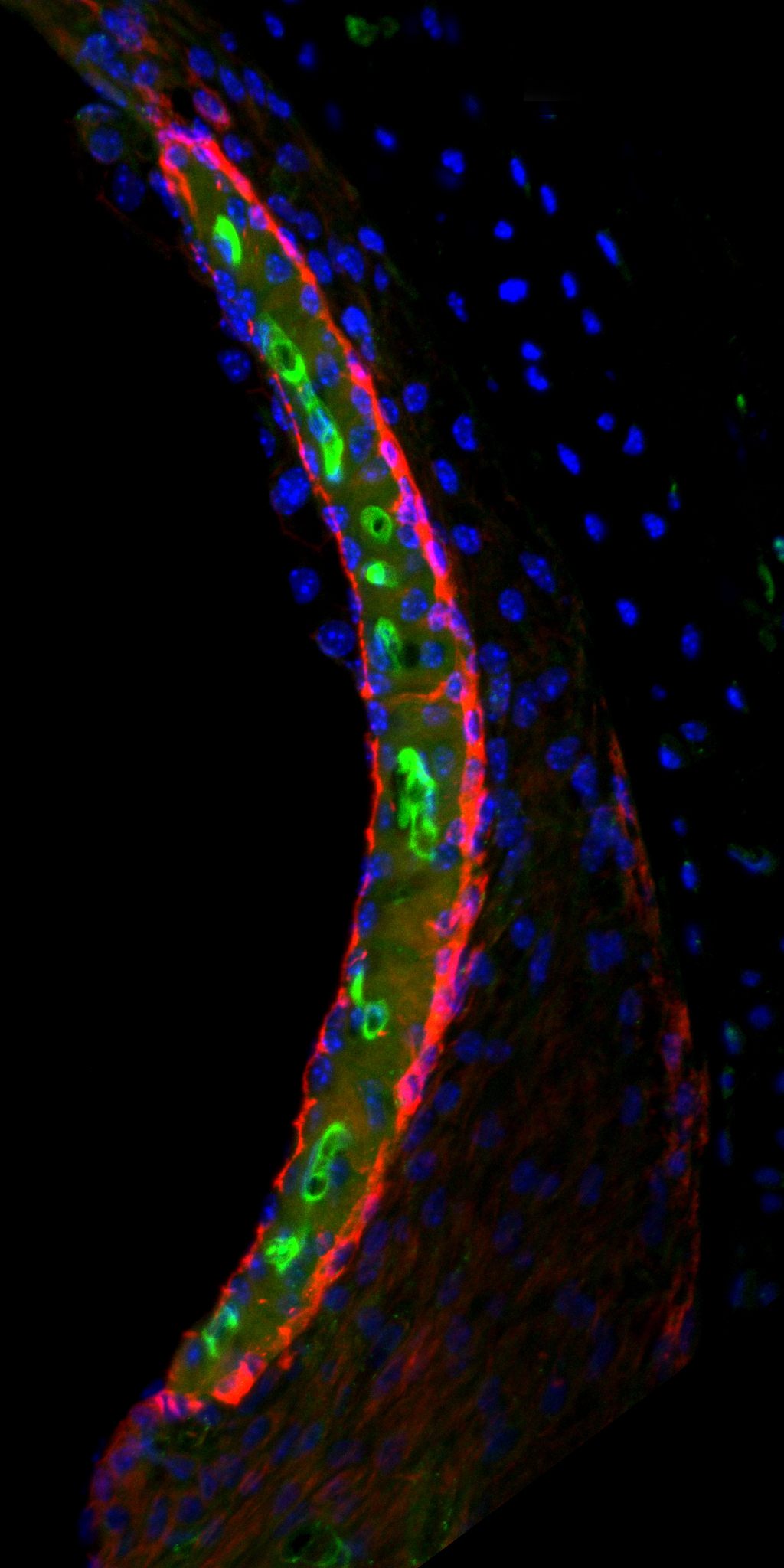 microscope image of a mouse inner ear