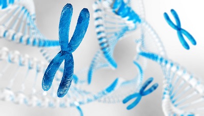 Microscopic image of 3-D X chromosome against the background of DNA and other X chromosomes.