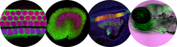 Microscope images of dyed tissue samples