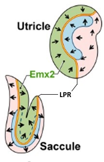 Line of polarity reversal (LPR) and location of Emx2 within two inner ear structures.