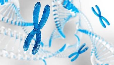 Microscopic image of 3-D X chromosome against the background of DNA and other X chromosomes.