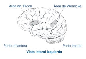Áreas del cerebro encargadas del lenguaje (encerradas en un círculo). Áreas del cerebro asociadas con las afasias de Broca y de Wernicke (sombreadas).