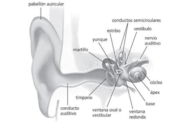 El sistema auditivo