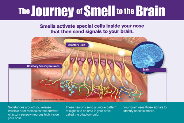infographic titled “The Journey of Smell to the Brain”