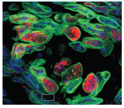 Some cells in the mouse tastebud express a marker for a sugar sensor (red). Detection of sweet taste in the mouth plays an important role in food intake. Credit: Karen Yee, Ph.D., Monell Chemical Senses Center.