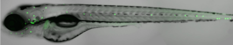 Young zebrafish. All hair cells in this fish are labeled with green fluorescent protein.