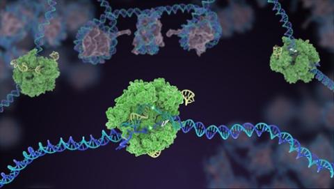 Green enzyme wrapping around and removing a DNA section shown as a twisting blue-purple structure.