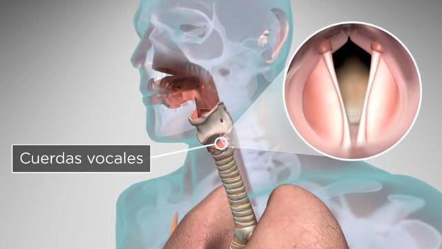 Un video titulado, ¿Cómo el cuerpo humano produce la voz y el habla?